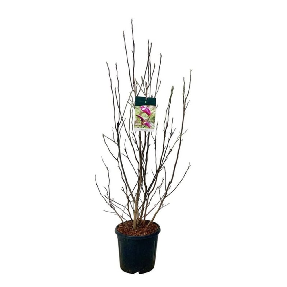 Magnolia 'Susan'.