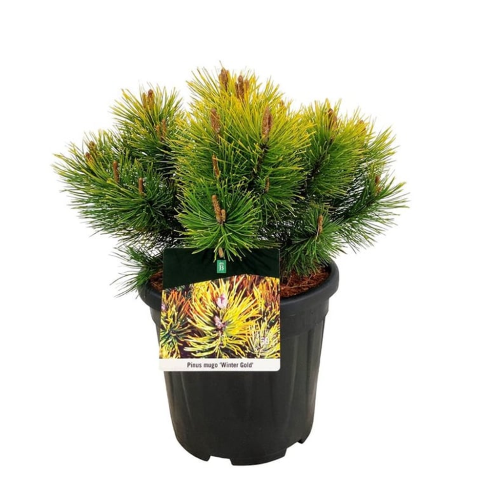 Pinus mugo 'Winter Gold'.
