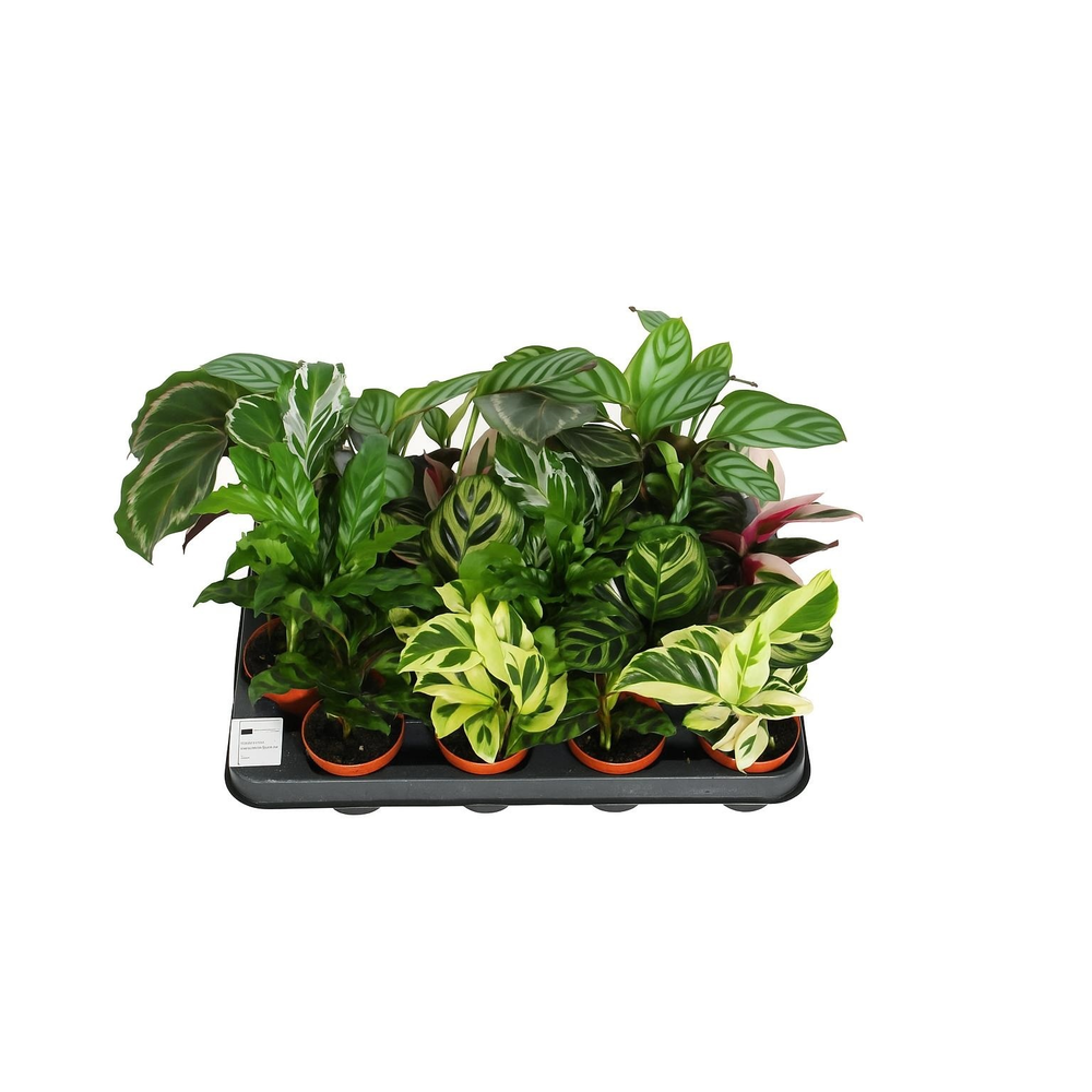 Calathea 7cm gemengd.