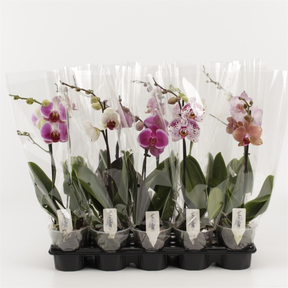 Phalaenopsis gemengd 1 Tak Mix Compact.