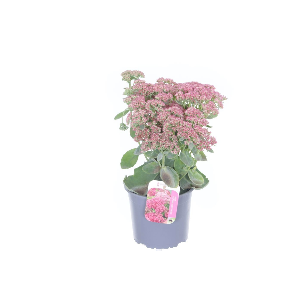 Sedum Herbstfreude.