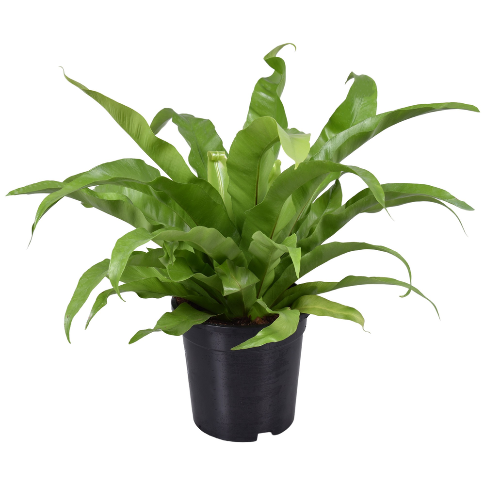 Asplenium Antiquum.