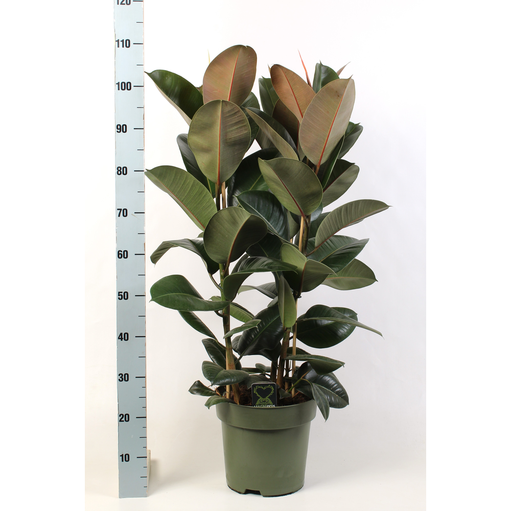 Ficus elastica Robusta toef 3 stekken pp.