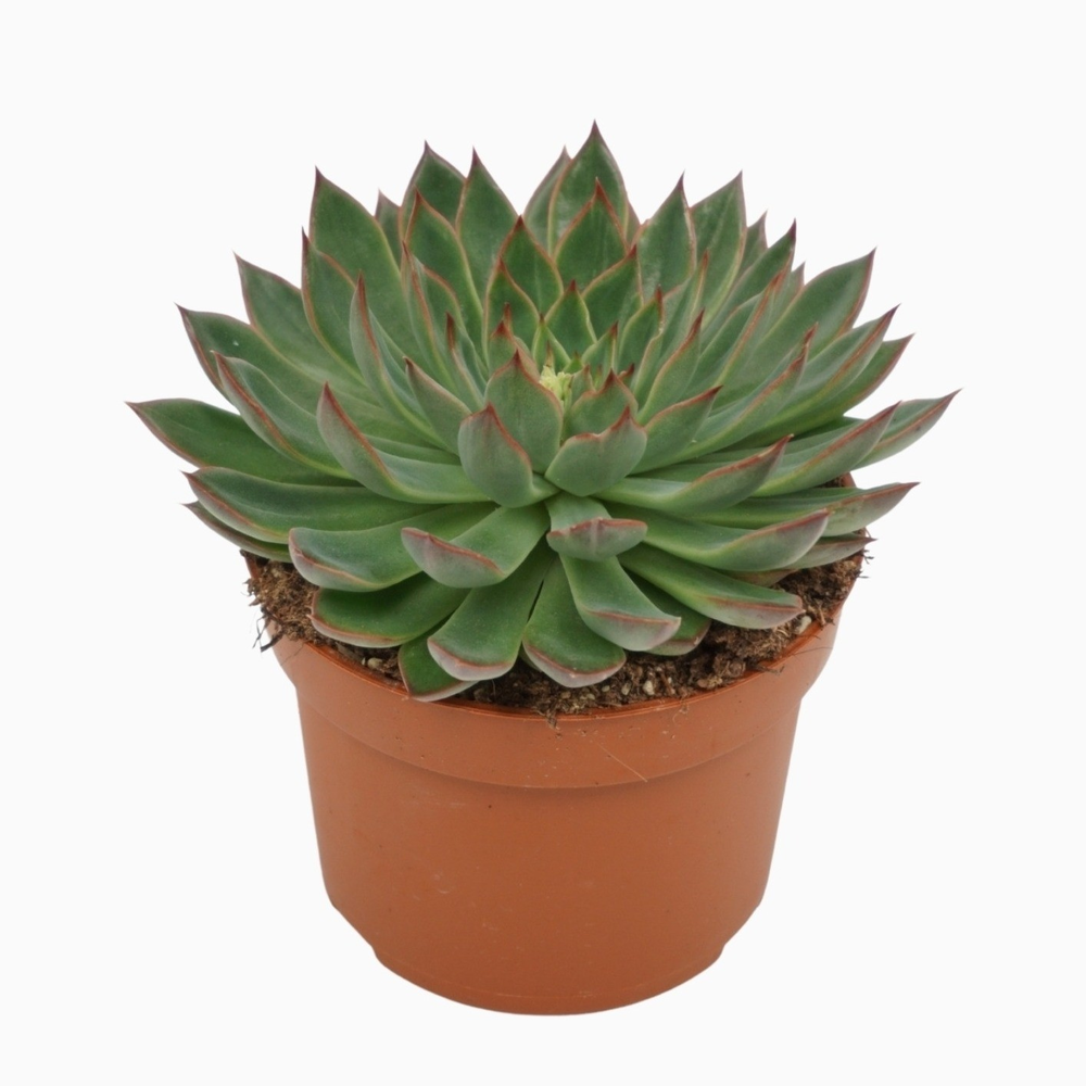 Echeveria sagita 10,5 cm.