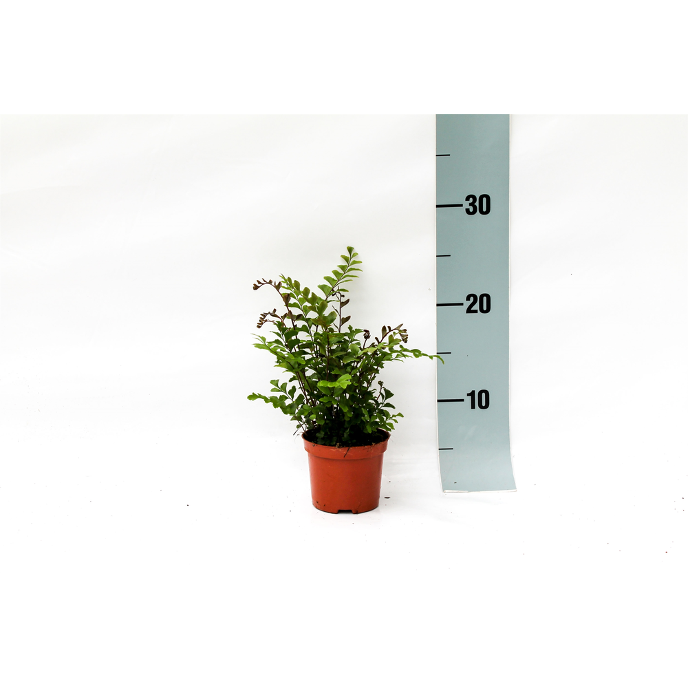 Didymochlaena Truncatula (Mahogany Fern).
