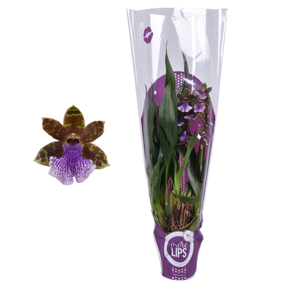 Morelips® Zygopetalum 2 tak met paarse showhoes.