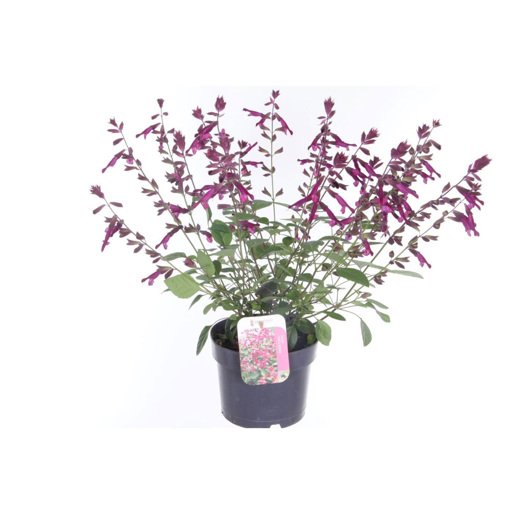 Salvia hybr. Love and Wishes.
