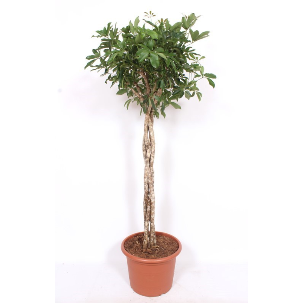 Schefflera arboricola 'Compacta'.