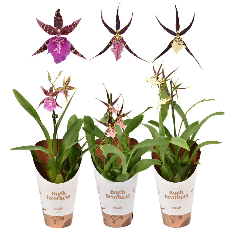 Brassia Shelob Tolkien mix 1 tak kort 12 cm.
