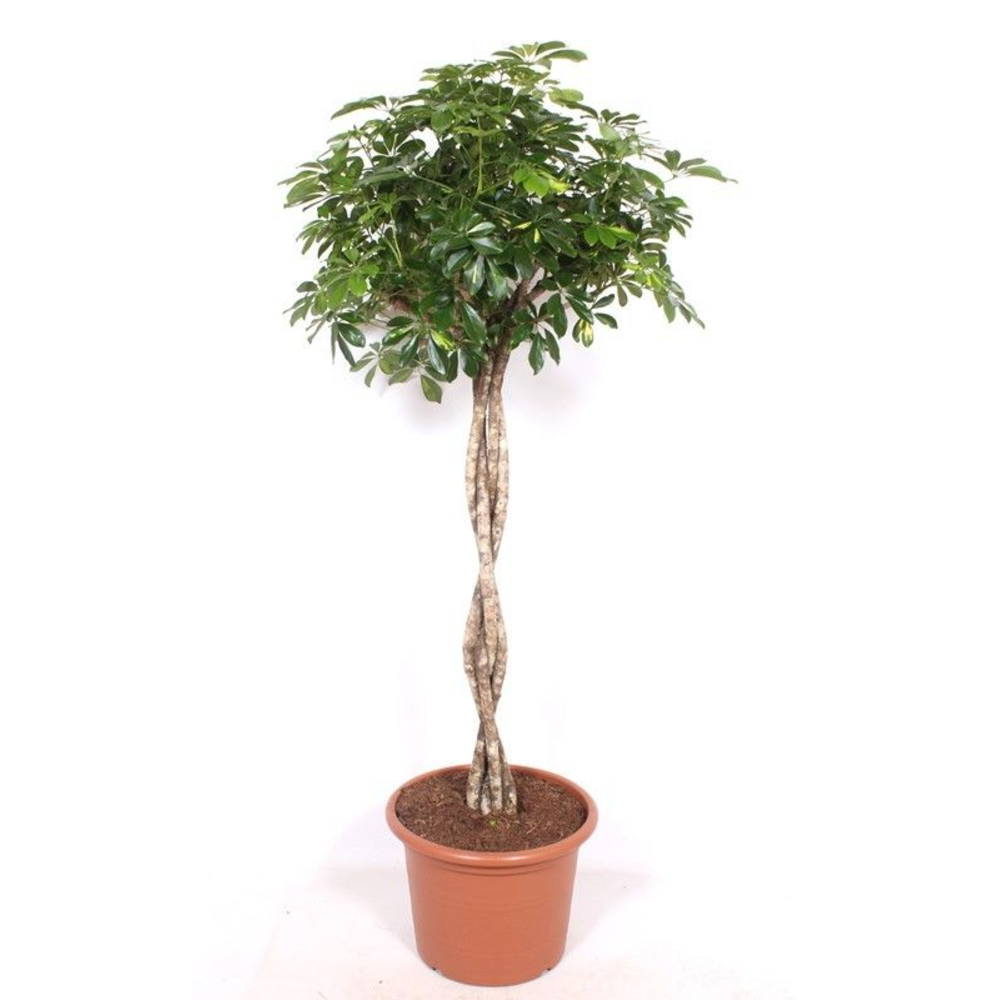 Schefflera 'Gold Capella'.