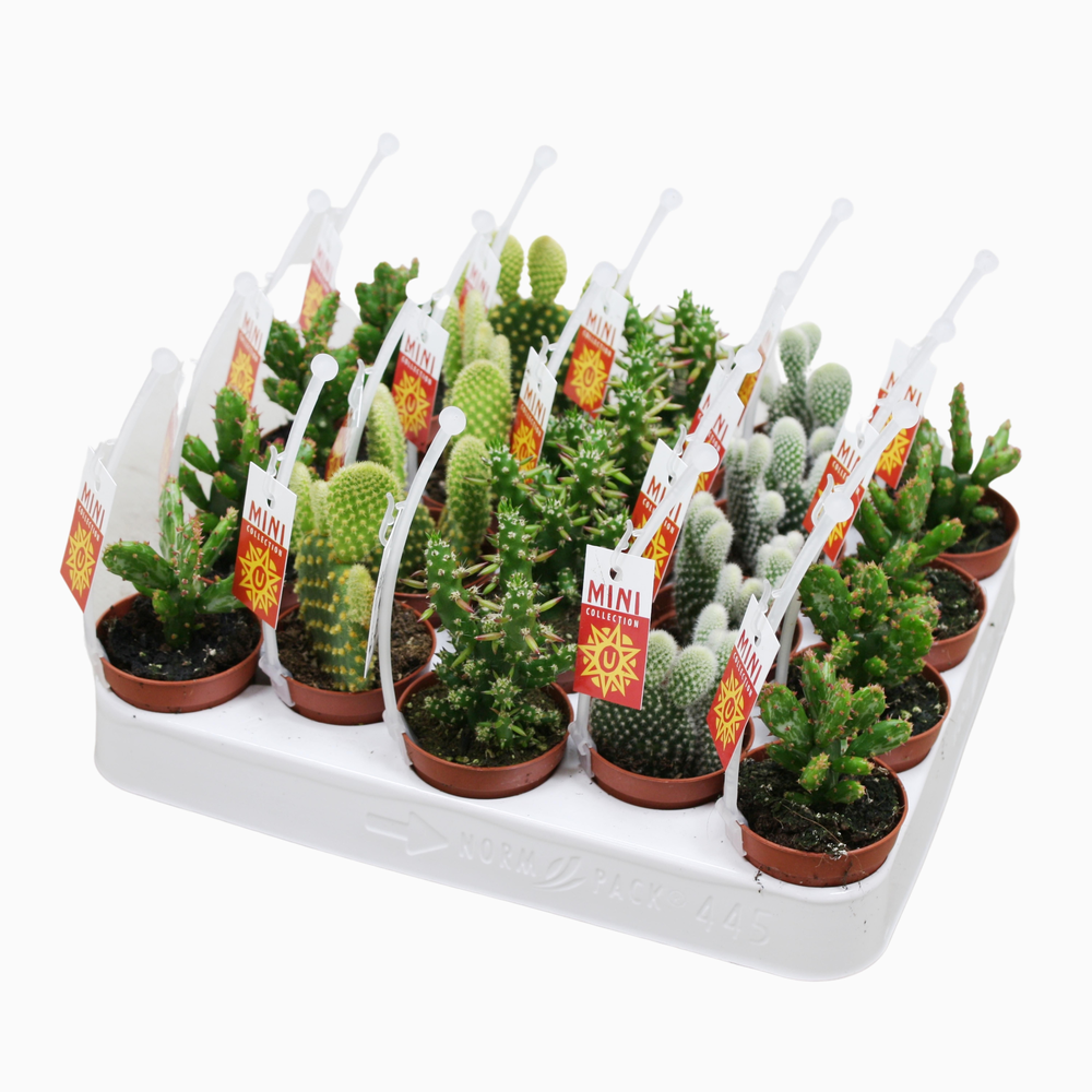Opuntia mix 5,5 cm met picker+etiket.