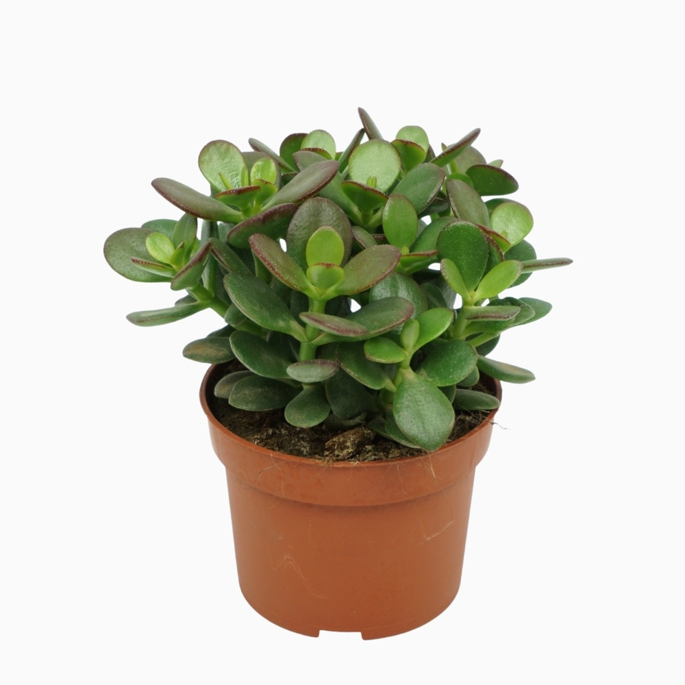 Crassula minor 10,5 cm.