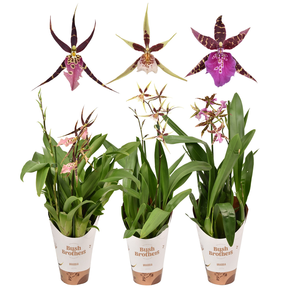 Brassia mix 2 tak 12 cm.