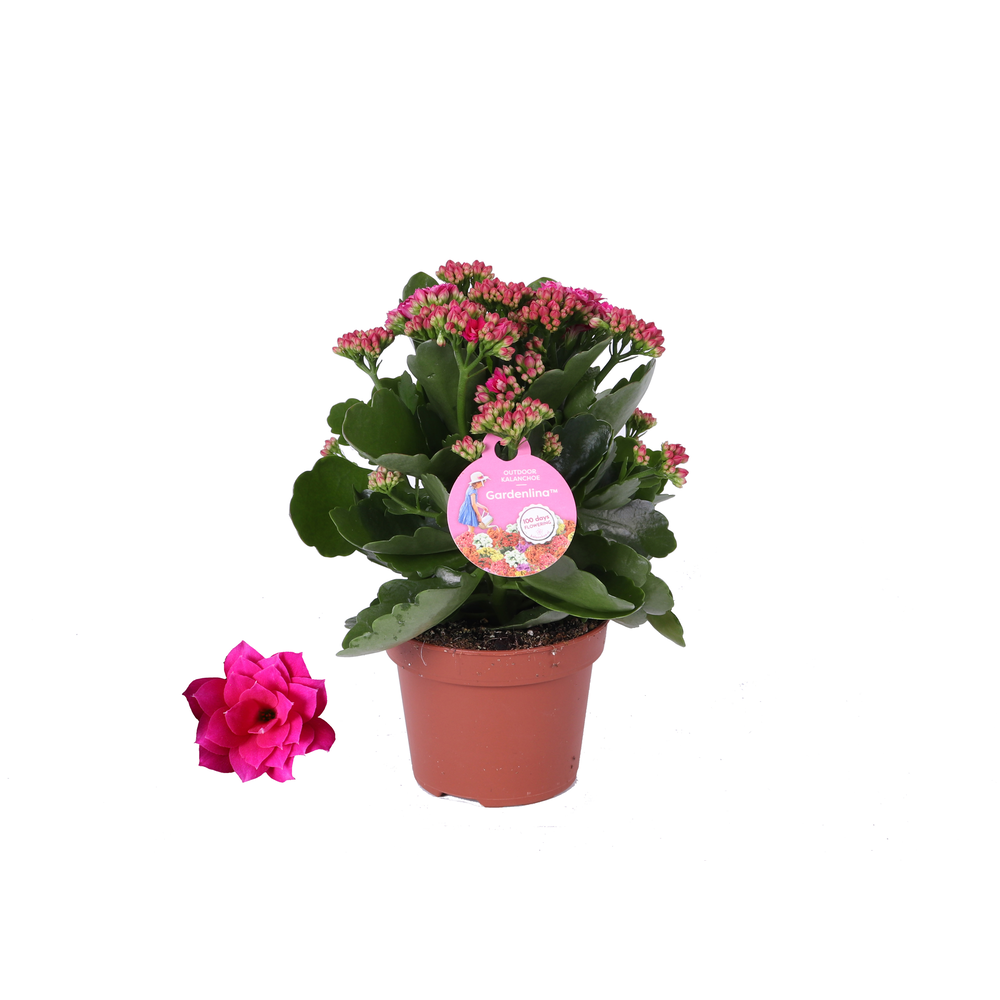 GRDN 12 PAARS - Kalanchoe Gardenlina 12cm paars.