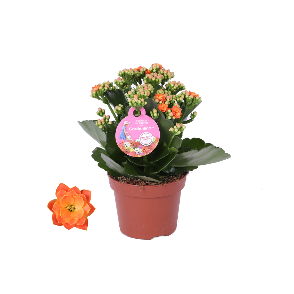 GRDN 12 ORAN - Kalanchoe Gardenlina 12cm oranje.