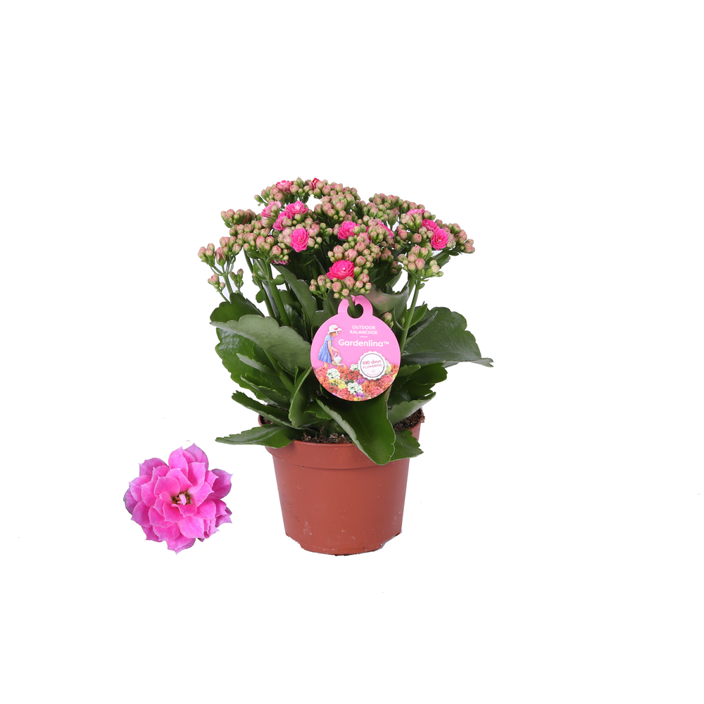 GRDN 12 ROZE - Kalanchoe Gardenlina 12cm roze.