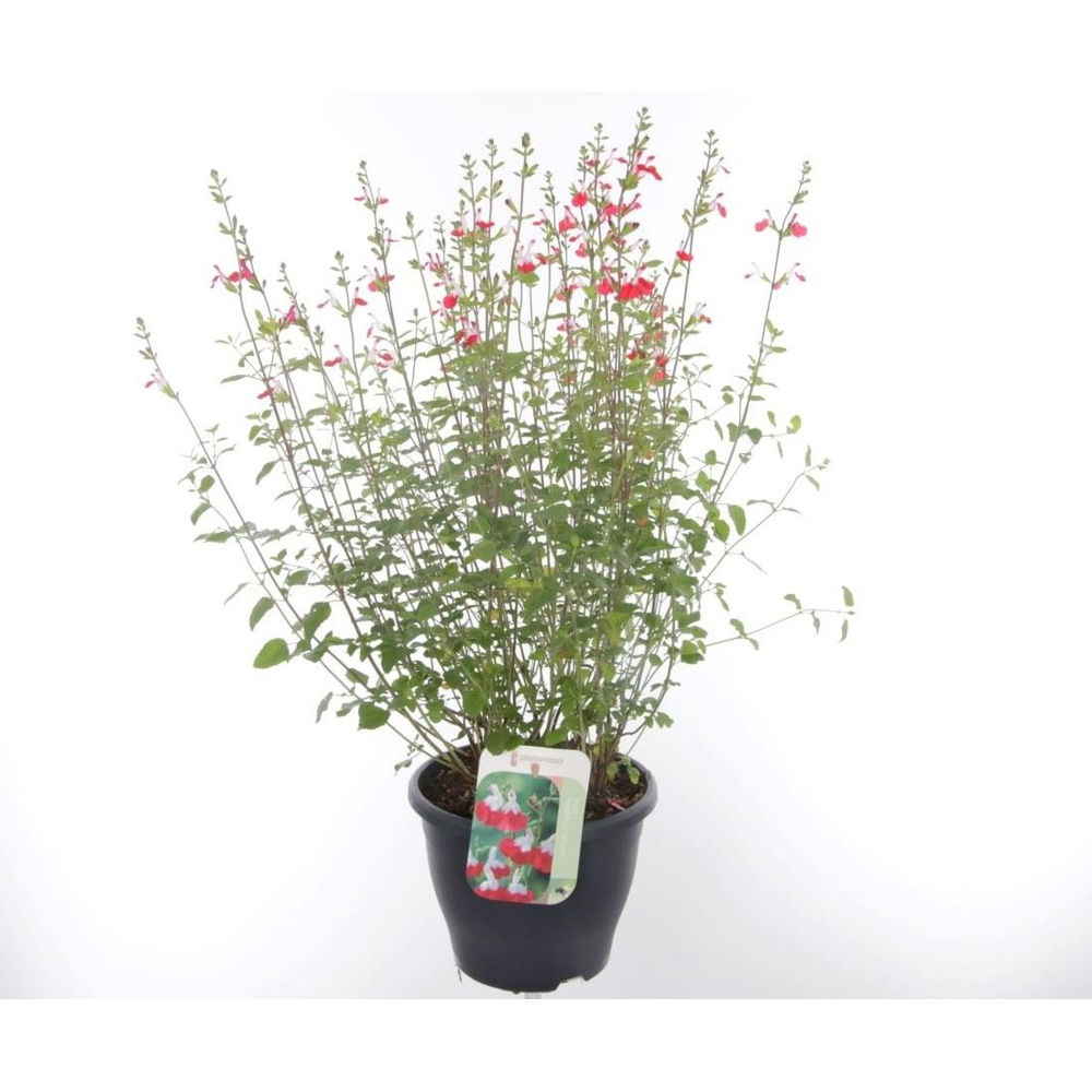 Salvia microphylla Hotlips.