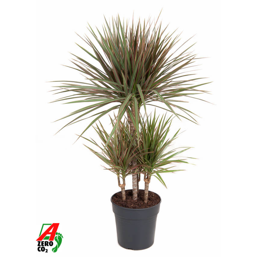 Dracaena Bicolor 45-carrousel.