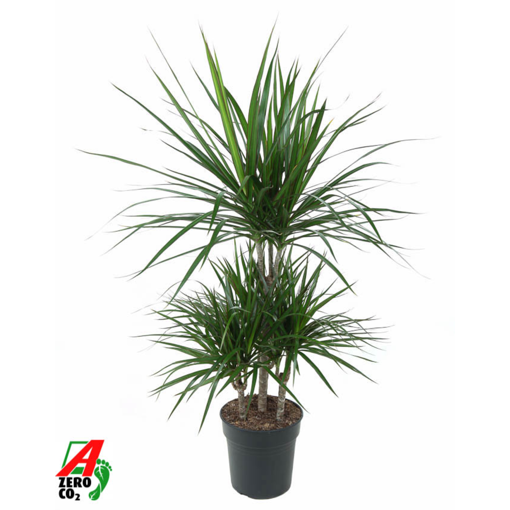 Dracaena Marginata 45-carrousel.
