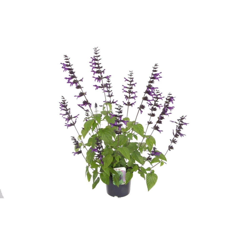 Salvia hybr. amistad.