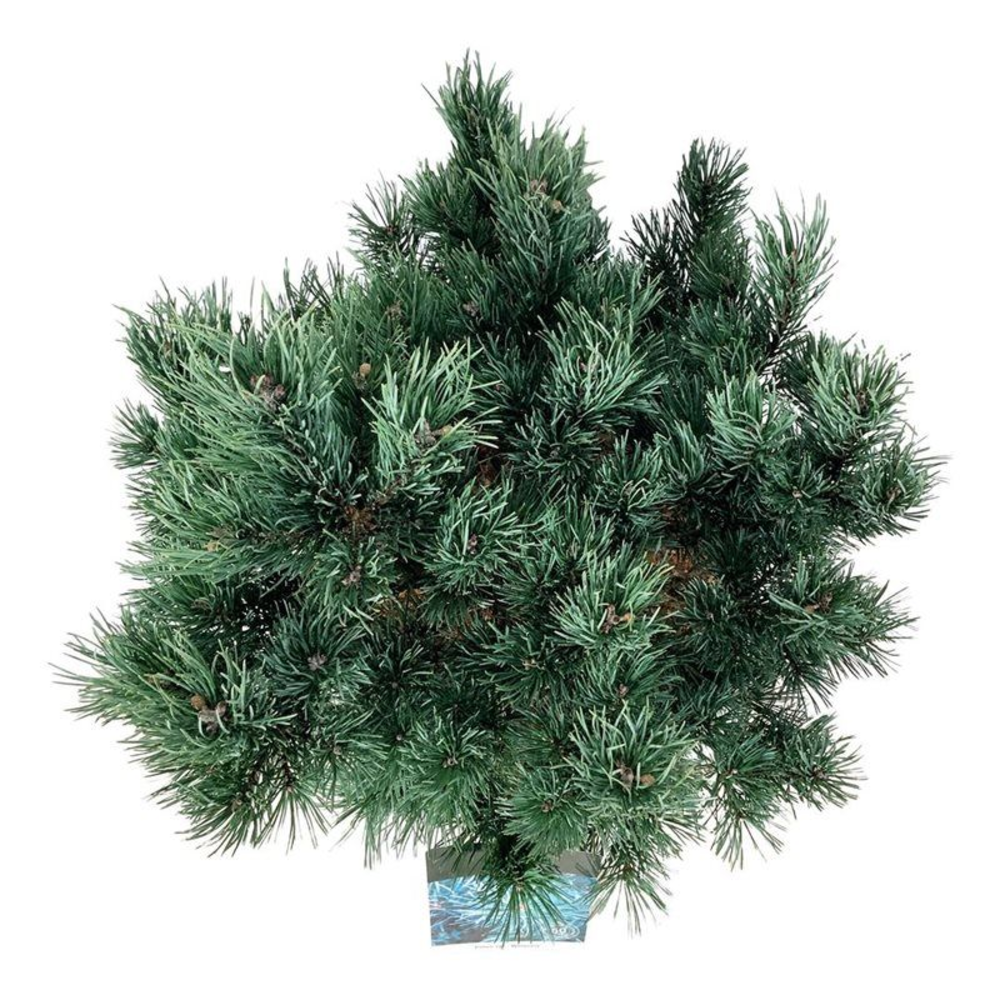 Pinus sylv. 'Watereri'.