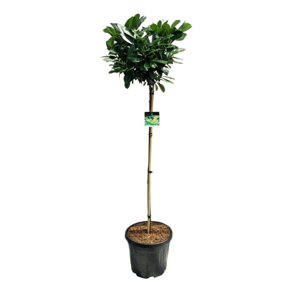 Prunus laur. 'Etna'.