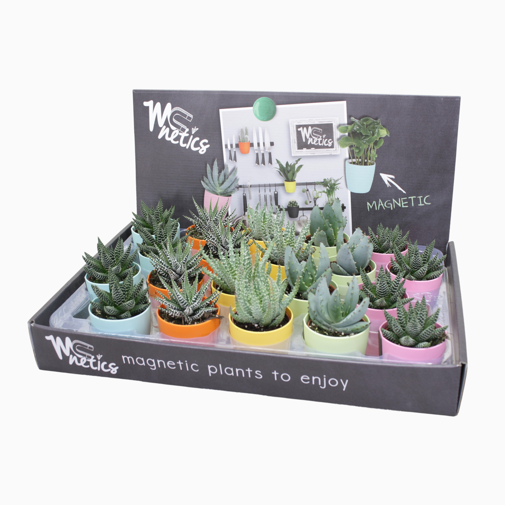 Aloë/Haworthia mix 5,5 cm in magnetic kleur pot.