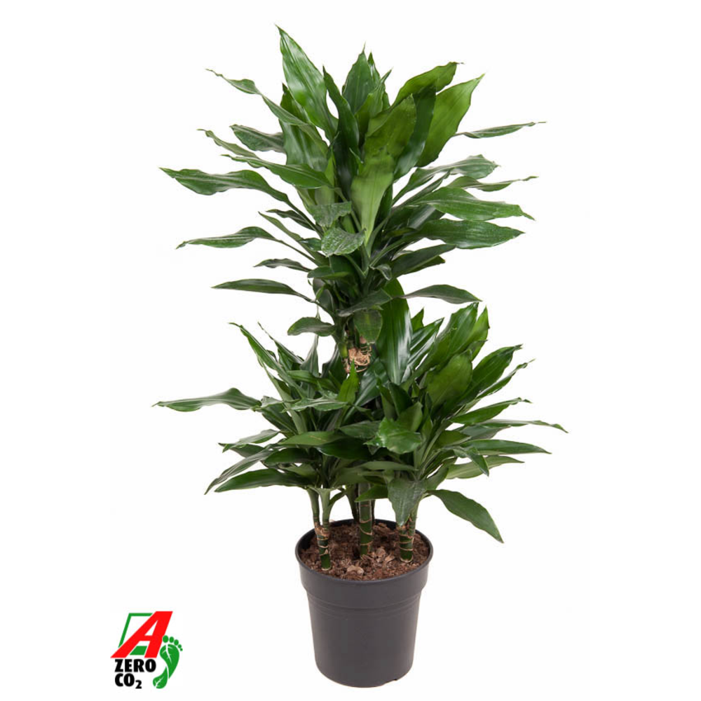 Dracaena Janet Lind 45-carrousel.