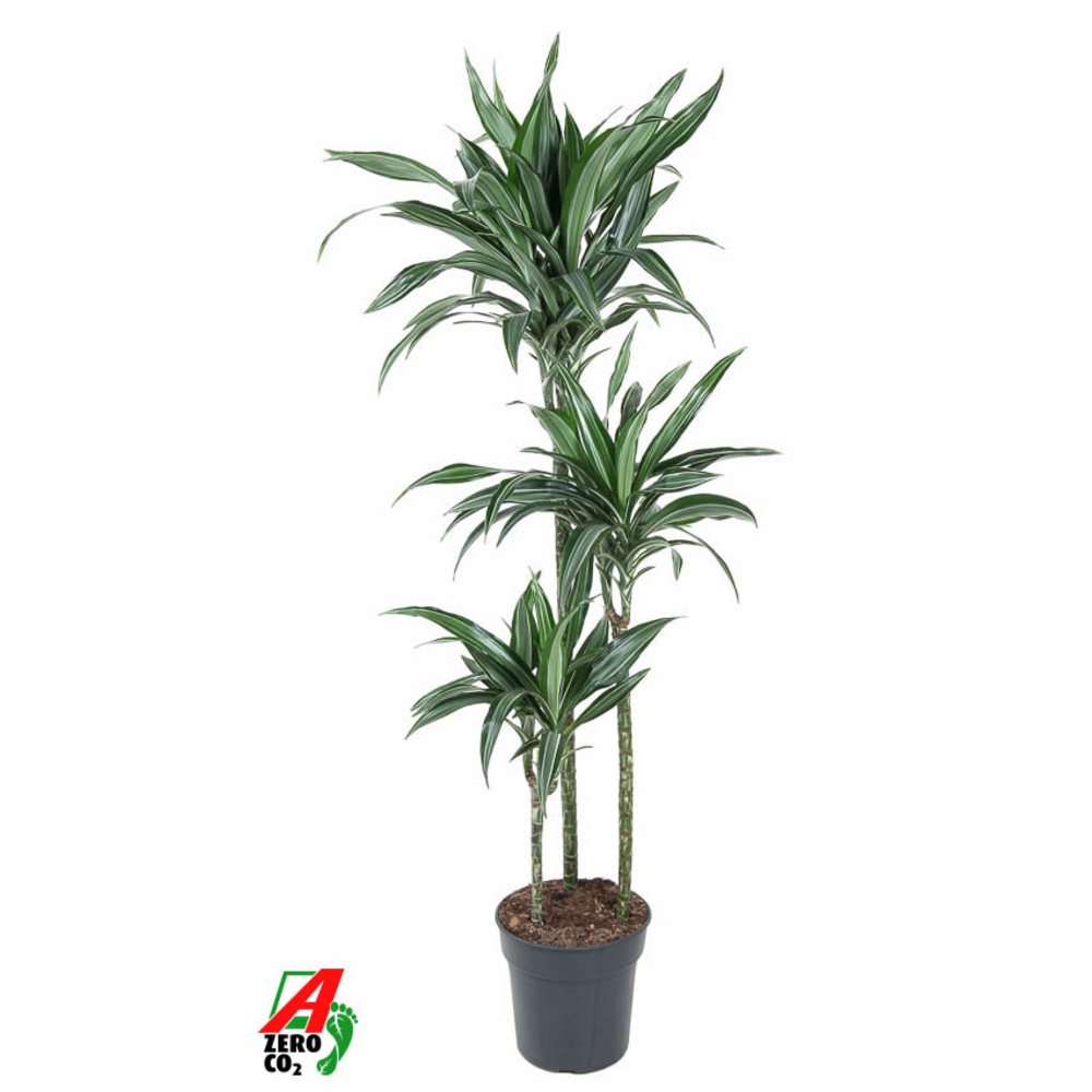 Dracaena Ulises 90-60-30.