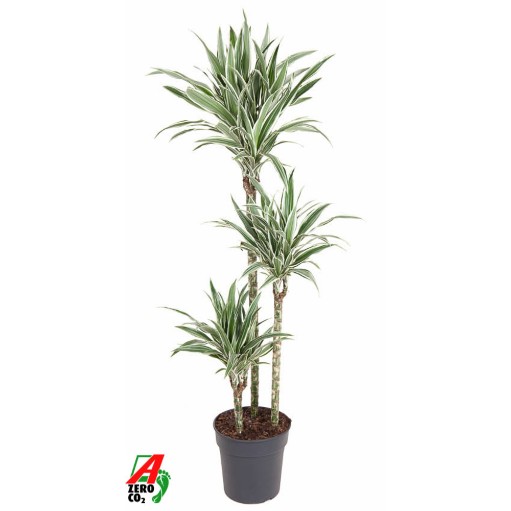 Dracaena White Stripe 90-60-30.