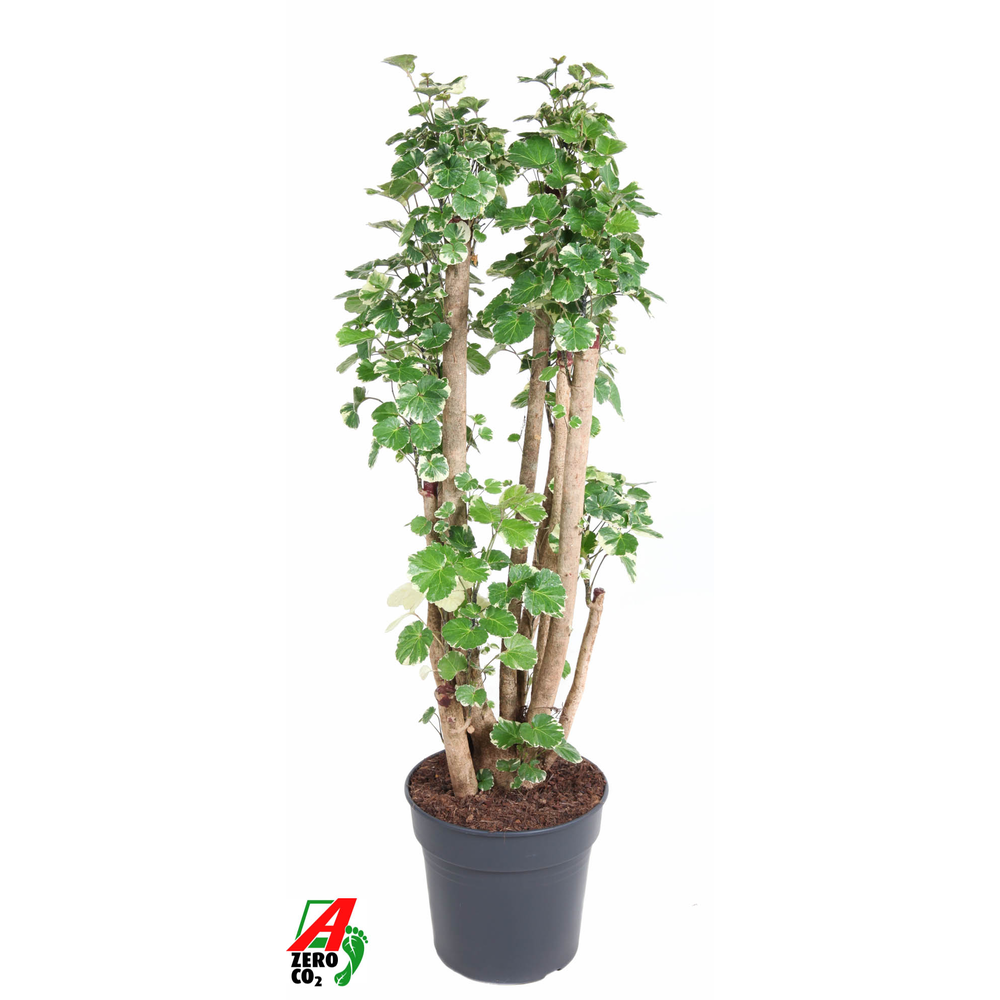 Polyscias Balfouriana vertakt P31.