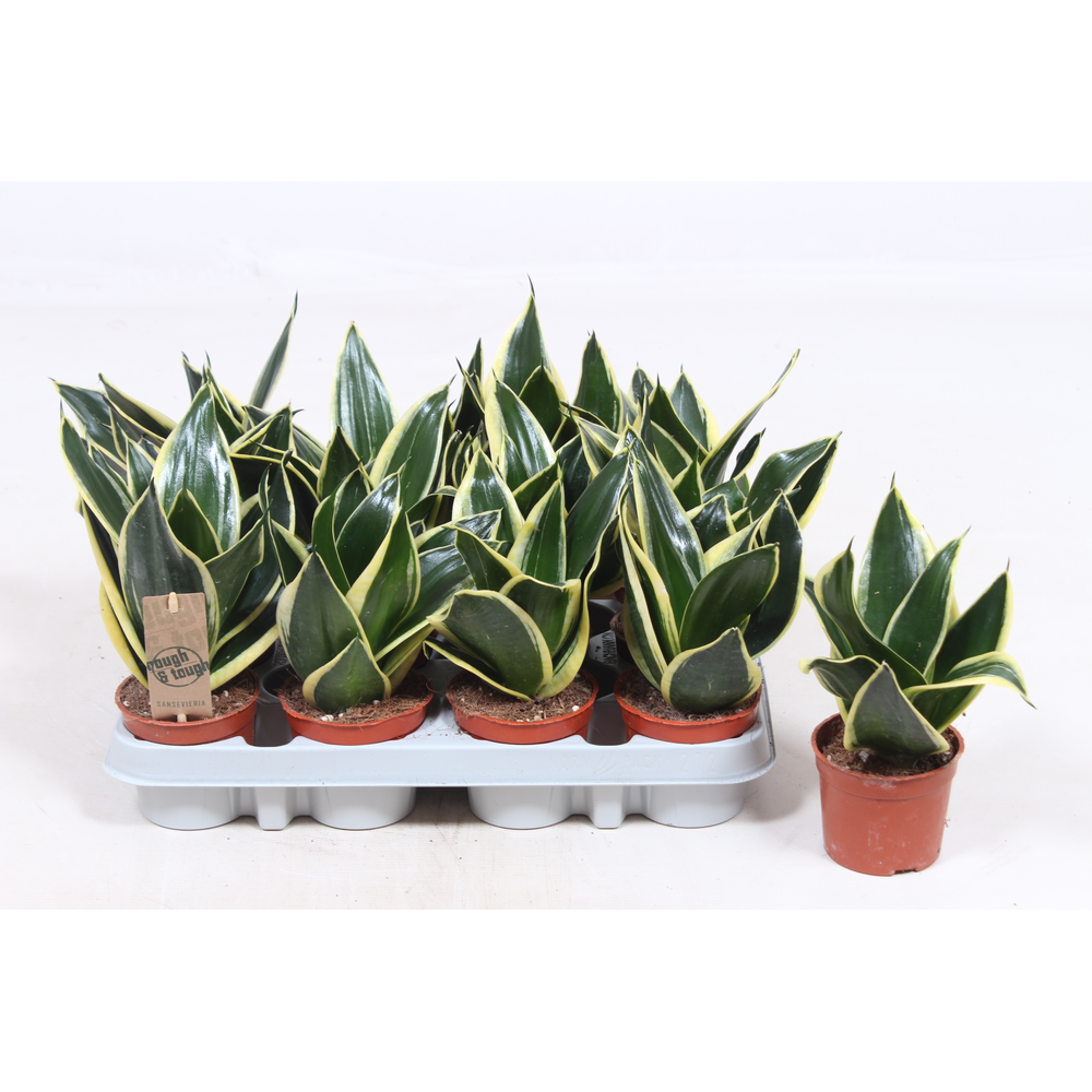 Sansevieria Golden Hahnii Black.