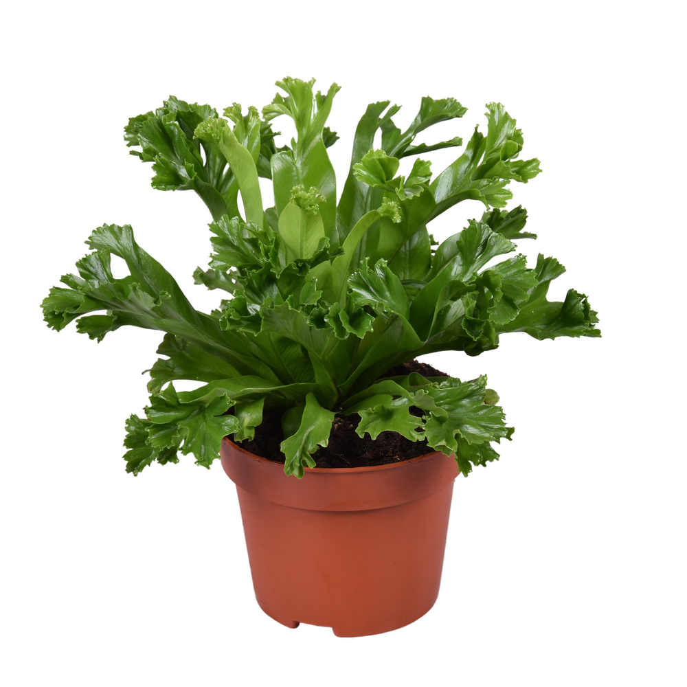 Asplenium Lesly.