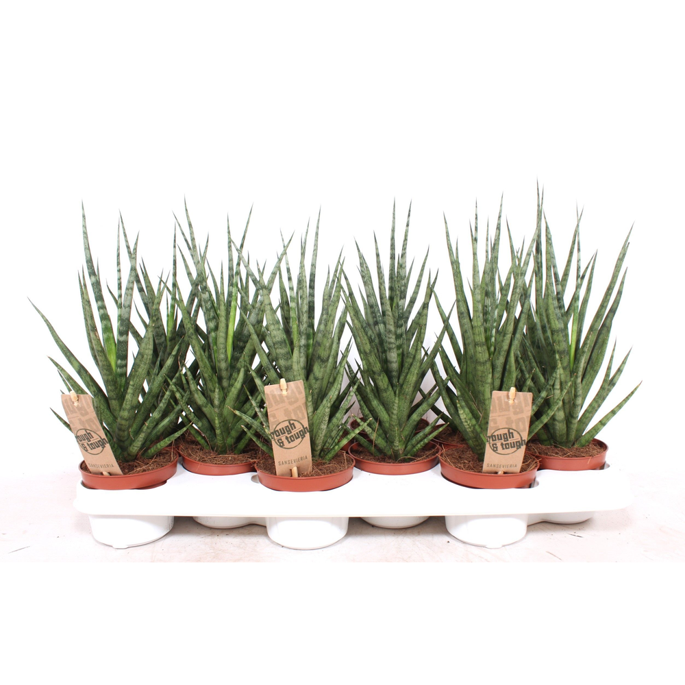 Sansevieria Torch.