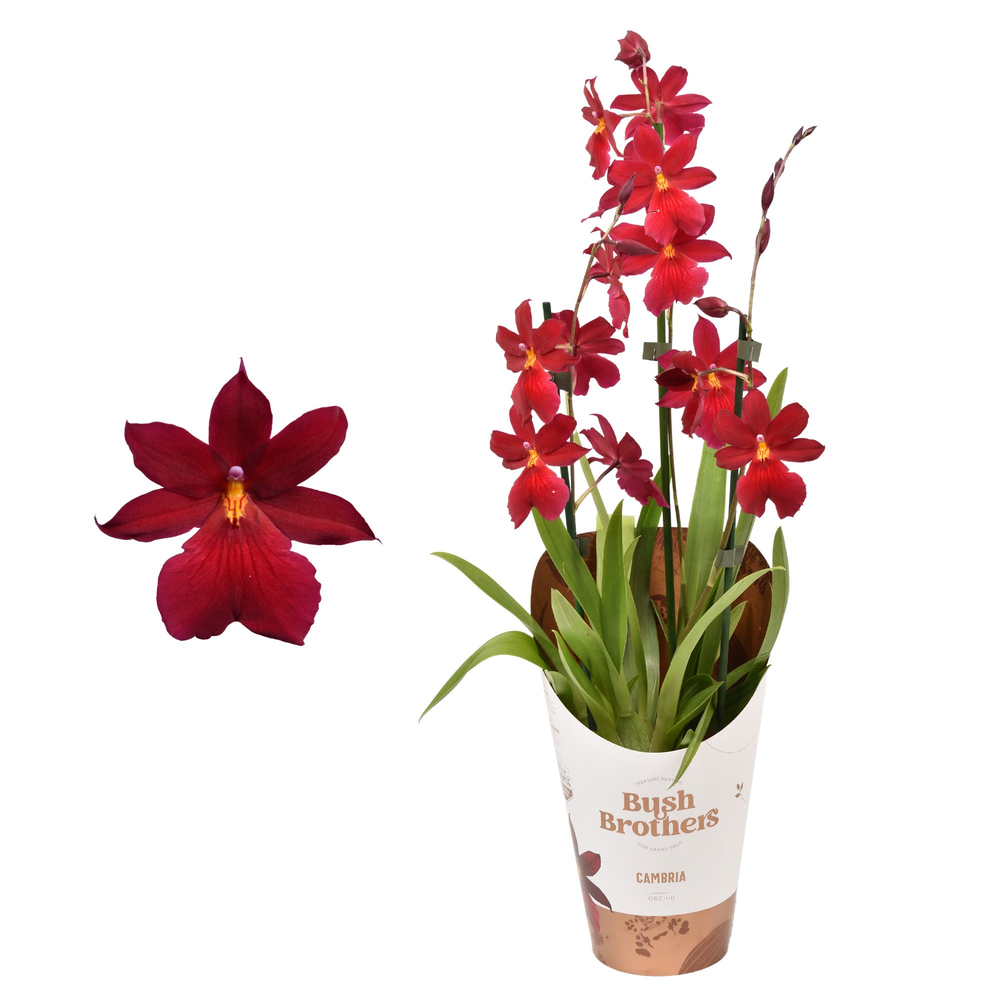 Cambria 'Nelly Isler' 3 tak 12 cm.