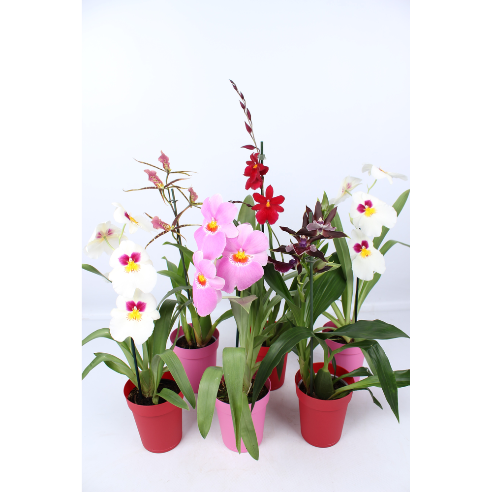 Orchideeën mix 1 tak met rode en roze kunstof pot.