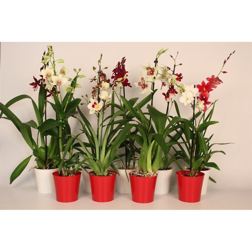 Christmas mix 1 tak met rood & wit plastic pot.