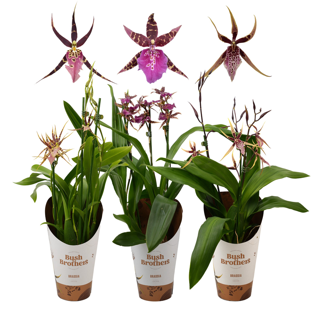 Brassia Shelob Tolkien 3 tak mix.