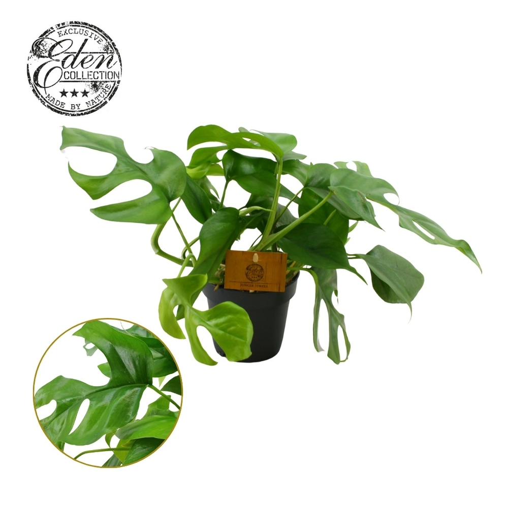 Monstera Minima 12cm.