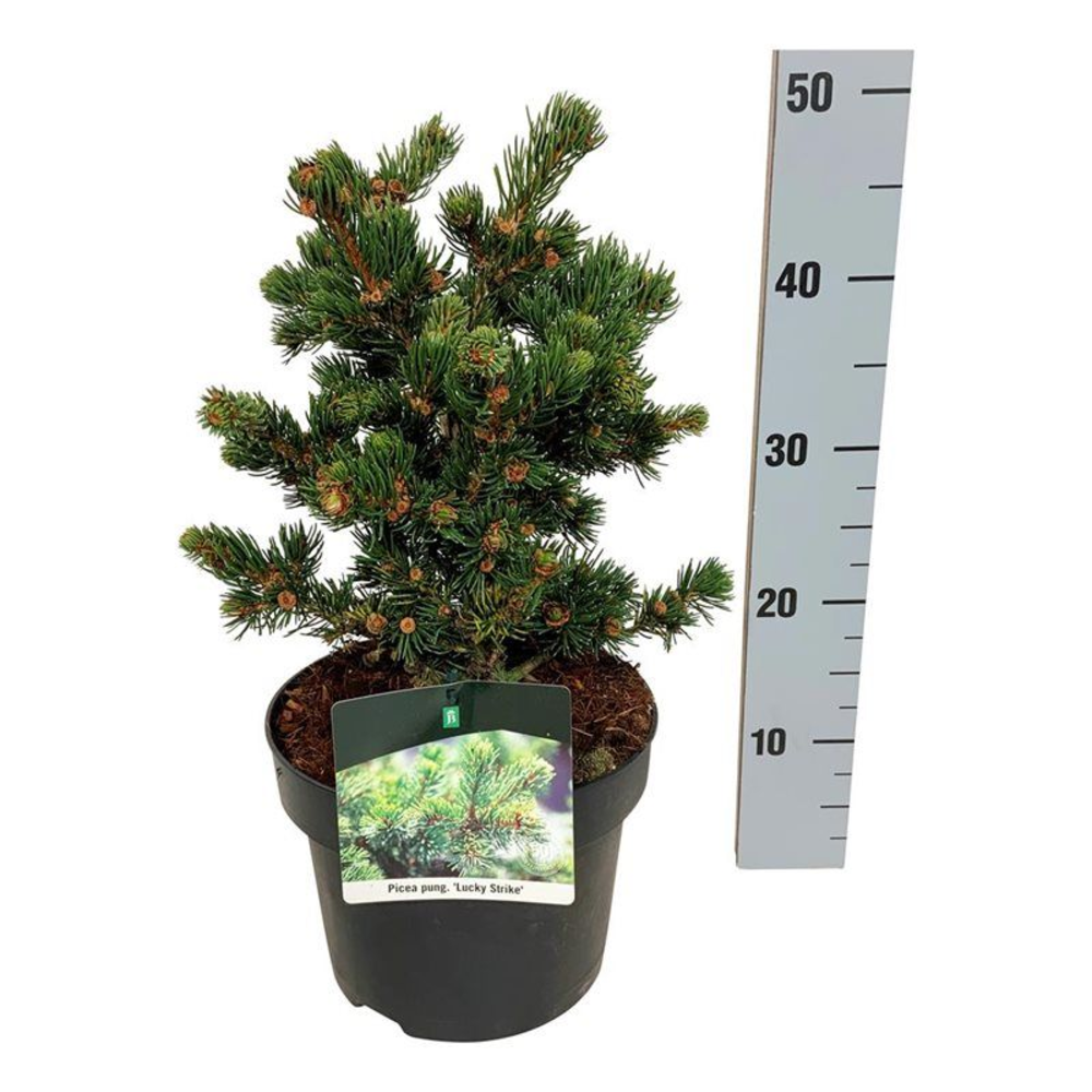 Picea pung. 'Lucky Strike'.