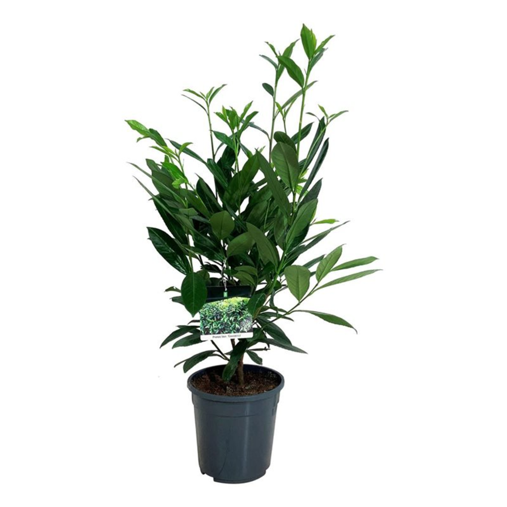 Prunus laur. 'Caucasica'.