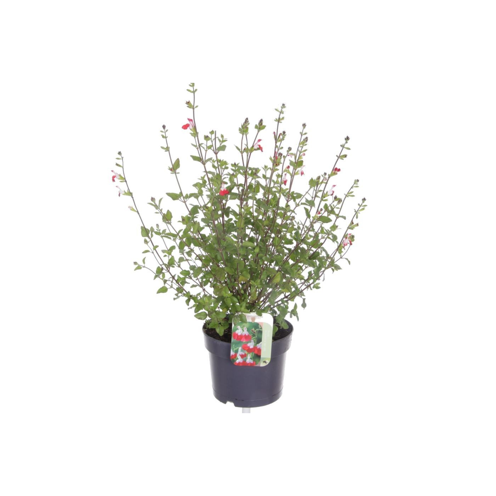 Salvia microphylla Hotlips.