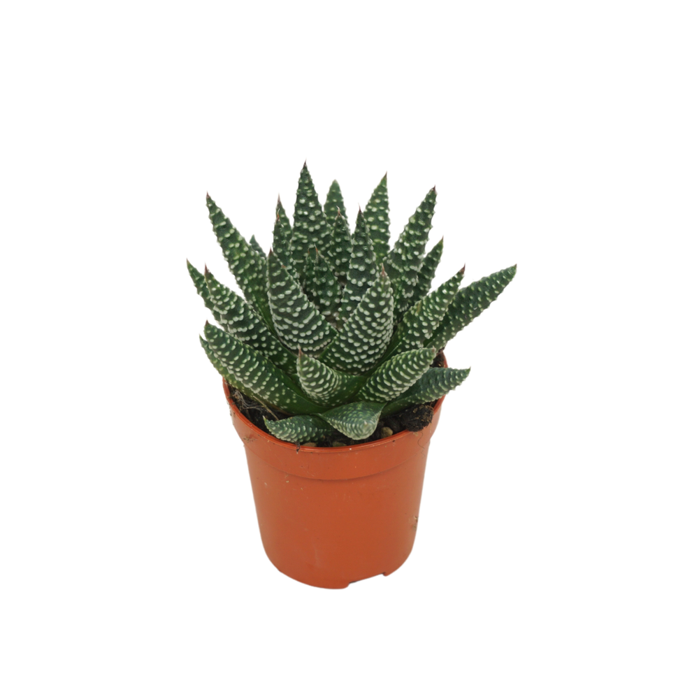 Haworthia 'royal albert' 5,5 cm.