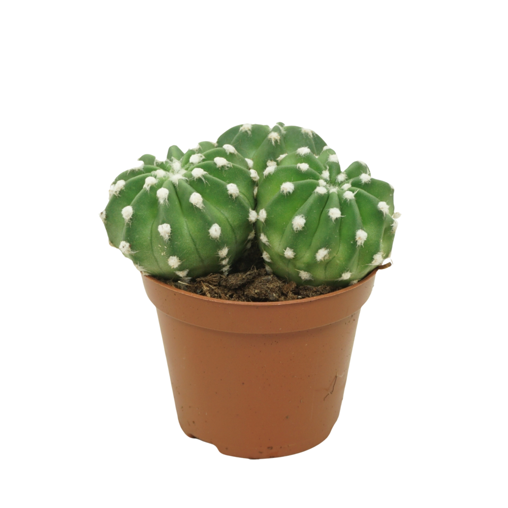 Echinopsis multiplex 8,5 cm.