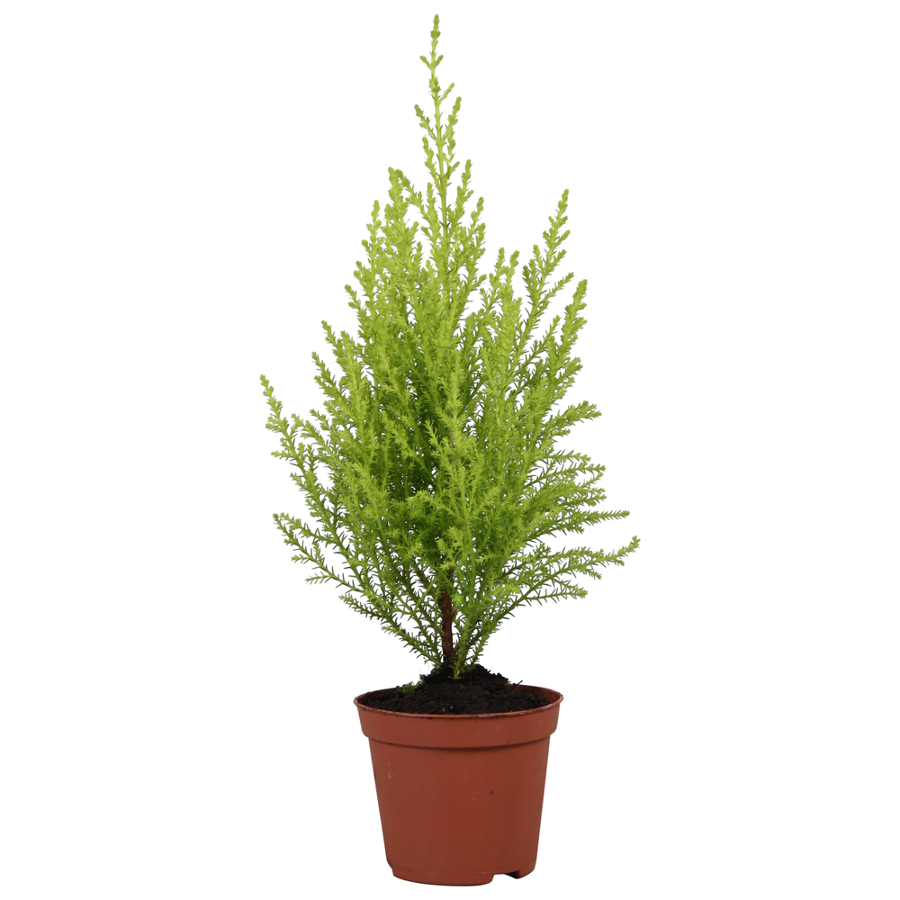 Cupressus Goldcrest Wilma - hoogte 30-35.