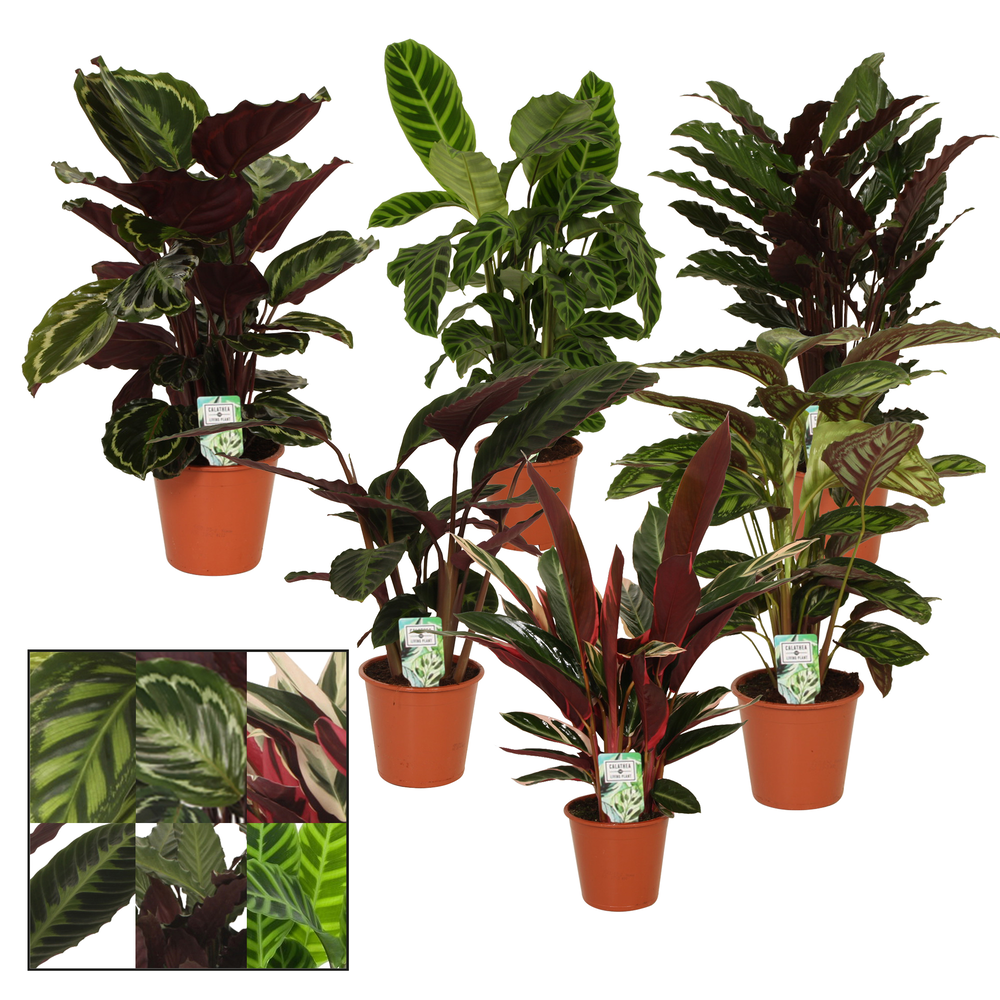 Calathea 19cm gemengd.