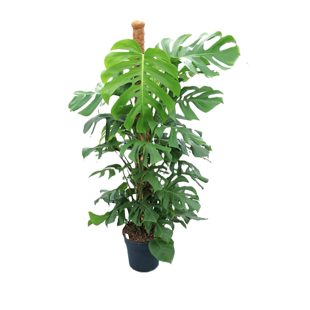 Monstera Pertusum Grp.