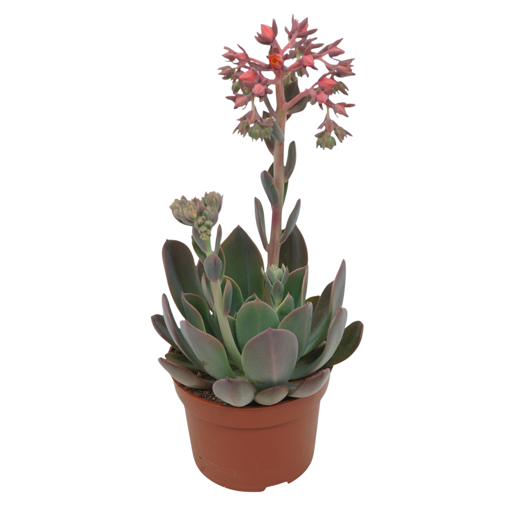 Echeveria blue prince 10,5 cm.
