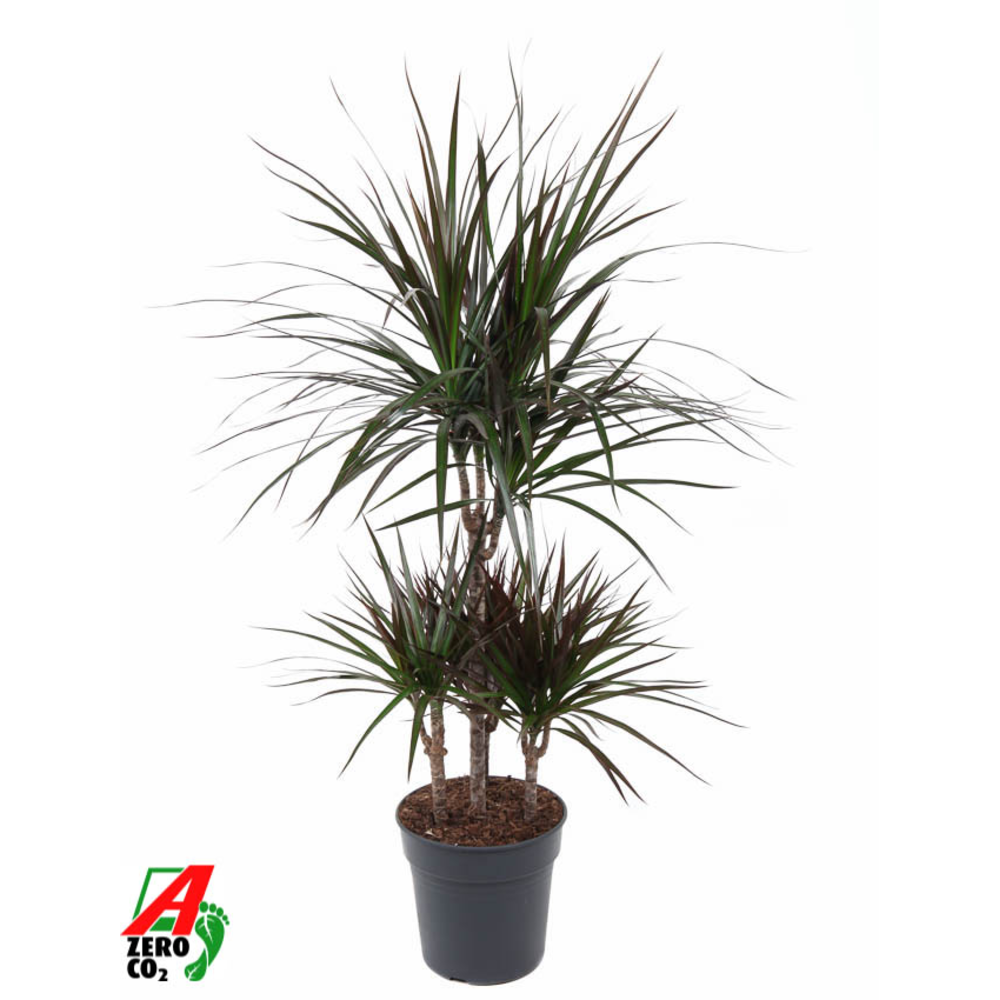 Dracaena Magenta 45-carrousel.