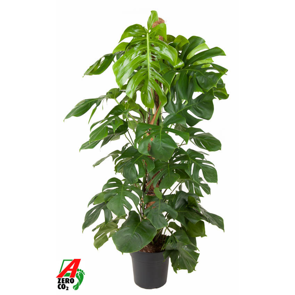 Monstera Deliciosa Mosstok P27.